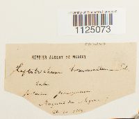 Ditrichum heteromallum image