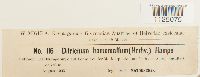 Ditrichum heteromallum image