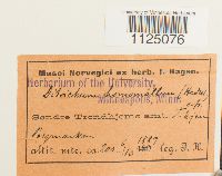 Ditrichum heteromallum image