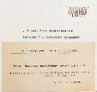 Ditrichum heteromallum image