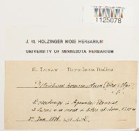 Ditrichum heteromallum image