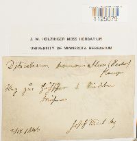 Ditrichum heteromallum image