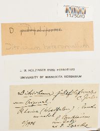 Ditrichum heteromallum image