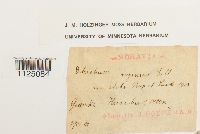 Ditrichum lineare image