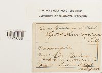 Ditrichum lineare image