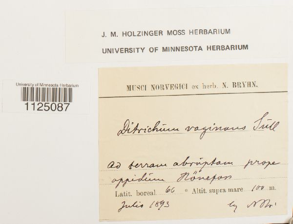 Ditrichum lineare image