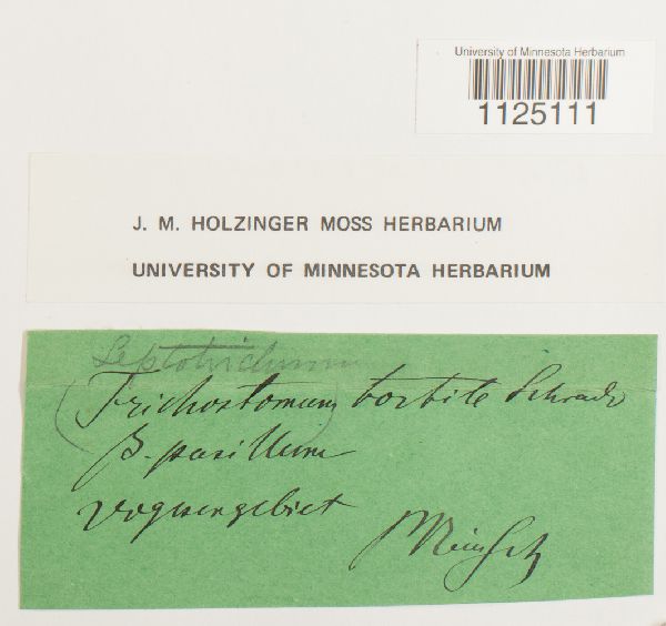 Ditrichum pusillum image