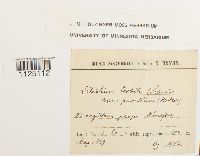 thumbnail image of current specimen