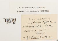 Ditrichum pusillum image