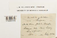 Ditrichum pusillum image