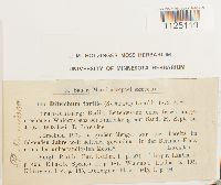 Ditrichum pusillum image