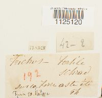 thumbnail image of current specimen