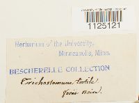 thumbnail image of current specimen