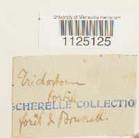 Ditrichum pusillum image