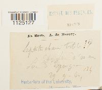 Ditrichum pusillum image