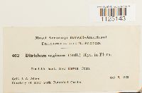 Ditrichum lineare image