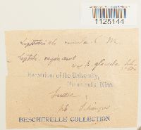 Ditrichum lineare image