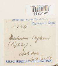 Ditrichum lineare image