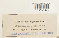 Ditrichum lineare image