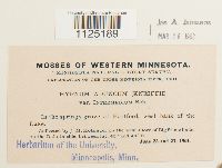 Drepanocladus aduncus var. kneiffii image