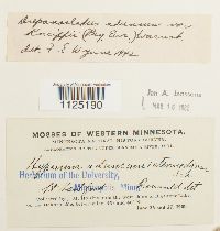 Drepanocladus aduncus var. kneiffii image