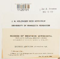 Drepanocladus aduncus var. kneiffii image