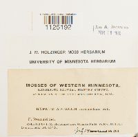 Drepanocladus aduncus var. kneiffii image