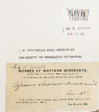 Drepanocladus aduncus var. kneiffii image