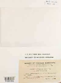 Drepanocladus aduncus var. kneiffii image