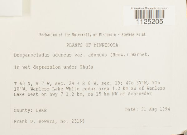 Drepanocladus aduncus var. aduncus image