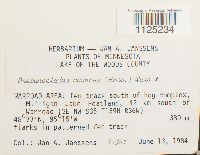 Drepanocladus sordidus image