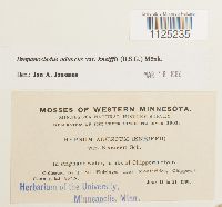 Drepanocladus aduncus var. kneiffii image