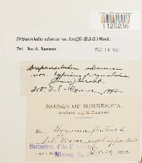 Drepanocladus aduncus var. kneiffii image