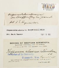 Drepanocladus aduncus var. kneiffii image