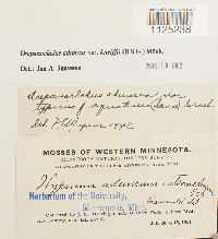 Drepanocladus aduncus var. kneiffii image