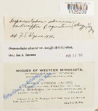 Drepanocladus aduncus var. kneiffii image