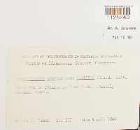 Drepanocladus aduncus var. kneiffii image