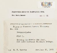 Drepanocladus aduncus var. kneiffii image