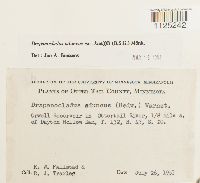 Drepanocladus aduncus var. kneiffii image