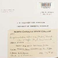 Drepanocladus aduncus var. kneiffii image