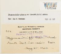 Drepanocladus aduncus var. kneiffii image