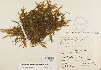 Drepanocladus aduncus var. kneiffii image