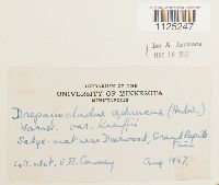 Drepanocladus aduncus var. kneiffii image