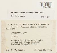 Drepanocladus aduncus var. kneiffii image