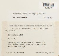 Drepanocladus aduncus var. kneiffii image