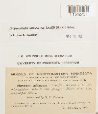 Drepanocladus aduncus var. kneiffii image