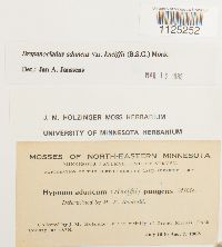 Drepanocladus aduncus var. kneiffii image