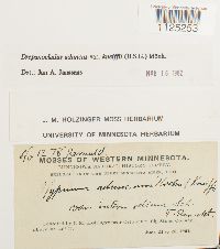 Drepanocladus aduncus var. kneiffii image