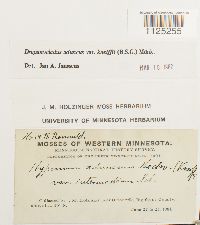 Drepanocladus aduncus var. kneiffii image