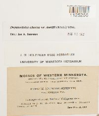 Drepanocladus aduncus var. kneiffii image